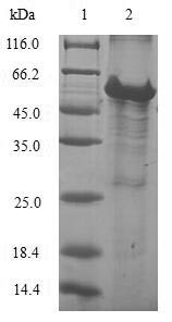 Greater than 90% as determined by SDS-PAGE.Recombinant Human 39S Ribosomal Protein L28, Mitochondrial (MRPL28) Protein (GST)