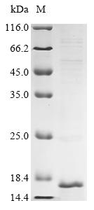 Greater than 90% as determined by SDS-PAGE.Recombinant Human Prostaglandin D2 Receptor (PTGDR) Protein (His&Myc)