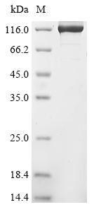 Greater than 85% as determined by SDS-PAGE.Recombinant Human Replication Control Protein 1 (ORC1) Protein (GST)