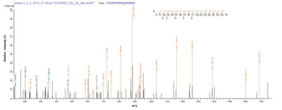 Based on the SEQUEST from database of E.coli host and target protein, the LC-MS/MS Analysis result of this product could indicate that this peptide derived from E.coli-expressed Homo sapiens (Human) IKZF1.Recombinant Human Dna-Binding Protein Ikaros (IKZF1) Protein (His-Avi)