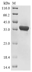 Greater than 85% as determined by SDS-PAGE.
