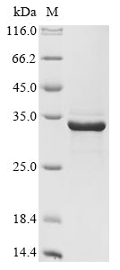 Greater than 85% as determined by SDS-PAGE.Recombinant Human Deoxyribonuclease Gamma (DNASE1L3)