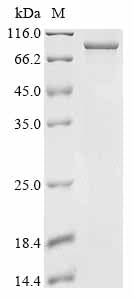 Greater than 85% as determined by SDS-PAGE.Recombinant Human Cullin-3 (CUL3) Protein (His)