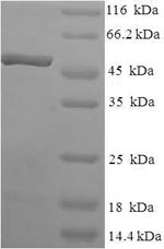 Greater than 90% as determined by SDS-PAGE.