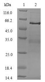 Greater than 90% as determined by SDS-PAGE.Recombinant Human Tumor Necrosis Factor Receptor Type 1-Associated Death Domain Protein (TRADD) Protein (GST)