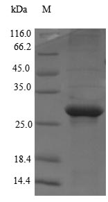 Greater than 90% as determined by SDS-PAGE.Recombinant Human Mediator Of Rna Polymerase Ii Transcription Subunit 1 (MED1) Protein (His-SUMO)