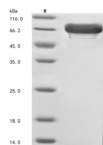 Greater than 85% as determined by SDS-PAGE.