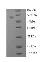 Greater than 90% as determined by SDS-PAGE.Recombinant Human Histone-Binding Protein Rbbp7 (RBBP7) Protein (His-SUMO)