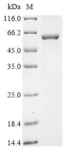 Greater than 85% as determined by SDS-PAGE.Recombinant Human Cytochrome P450 2A13 (CYP2A13) Protein (His&Myc)
