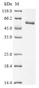 Greater than 90% as determined by SDS-PAGE.