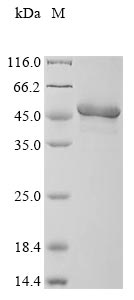Greater than 90% as determined by SDS-PAGE.Recombinant Human Dual Specificity Protein Phosphatase 6 (DUSP6) Protein (His&Myc)