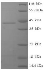 Greater than 90% as determined by SDS-PAGE.