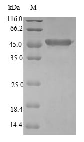 Greater than 90% as determined by SDS-PAGE.Recombinant Human Cysteine Dioxygenase Type 1 (CDO1) Protein (GST)