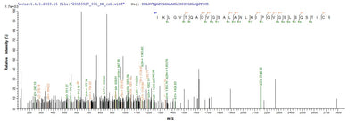 Based on the SEQUEST from database of E.coli host and target protein, the LC-MS/MS Analysis result of this product could indicate that this peptide derived from E.coli-expressed Homo sapiens (Human) POU4F2.
