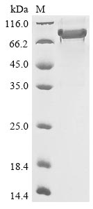 Greater than 85% as determined by SDS-PAGE.Recombinant Human Semaphorin-3B (SEMA3B) Protein (His)