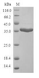 Greater than 90% as determined by SDS-PAGE.Recombinant Human Mammaglobin-A (SCGB2A2) Protein (GST)