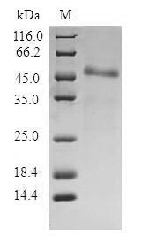Greater than 90% as determined by SDS-PAGE.Recombinant Human Centromere Protein R (ITGB3BP) Protein (GST)