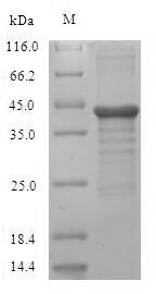 Greater than 90% as determined by SDS-PAGE.