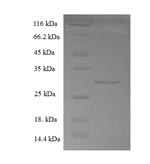 Greater than 90% as determined by SDS-PAGE.