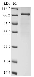 Greater than 85% as determined by SDS-PAGE.Recombinant Human Desmoglein-2 (DSG2) Protein (His&Myc)