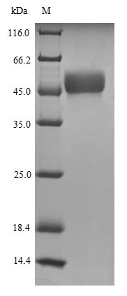 Greater than 90% as determined by SDS-PAGE.Recombinant Human Morc Family Cw-Type Zinc Finger Protein 3 (MORC3) Protein (His-SUMO)