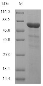 Greater than 90% as determined by SDS-PAGE.