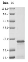 Greater than 85% as determined by SDS-PAGE.Recombinant Human Fxyd Domain-Containing Ion Transport Regulator 3 (FXYD3) Protein (His-SUMO)