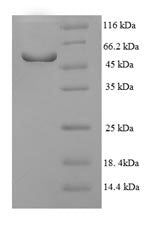 Greater than 90% as determined by SDS-PAGE.