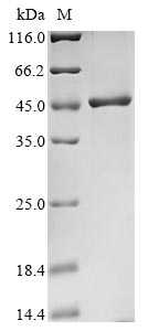 Greater than 85% as determined by SDS-PAGE.Recombinant Human Poly (PCBP2) Protein (His&Myc)