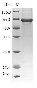 Greater than 90% as determined by SDS-PAGE.Recombinant Human Risc-Loading Complex Subunit Tarbp2 (TARBP2) Protein (GST)