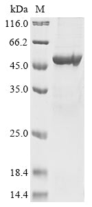 Greater than 85% as determined by SDS-PAGE.Recombinant Human Pachytene Checkpoint Protein 2 Homolog (TRIP13) Protein (His)