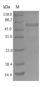 Greater than 90% as determined by SDS-PAGE.Recombinant Human Mitochondrial Import Receptor Subunit Tom34 (TOMM34) Protein (GST)
