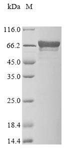 Greater than 85% as determined by SDS-PAGE.Recombinant Human Coiled-Coil Domain-Containing Protein 6 (CCDC6) Protein (His&Myc)