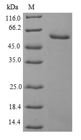 Greater than 90% as determined by SDS-PAGE.Recombinant Human Ubiquitin-Conjugating Enzyme E2 S (UBE2S) Protein (GST)