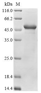 Greater than 90% as determined by SDS-PAGE.Recombinant Apis Mellifera Alpha-Glucosidase Protein (His&Myc)