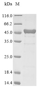 Greater than 85% as determined by SDS-PAGE.Recombinant Human Swi/Snf-Related Matrix-Associated Actin-Dependent Regulator Of Chromatin Subfamily B Member 1 (SMARCB1) Protein (His)