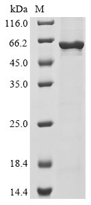 Greater than 85% as determined by SDS-PAGE.Recombinant Human Cell Division Cycle Protein 20 Homolog (CDC20) Protein (His&Myc)