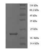 Greater than 90% as determined by SDS-PAGE.Recombinant Human Secretory Phospholipase A2 Receptor (PLA2R1) Protein (His)