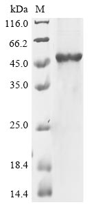 Greater than 85% as determined by SDS-PAGE.