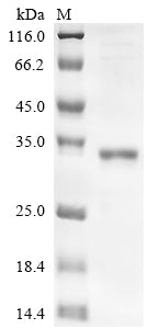 Greater than 85% as determined by SDS-PAGE.