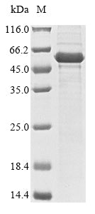 Greater than 85% as determined by SDS-PAGE.Recombinant Human Steroidogenic Factor 1 (NR5A1) Protein (His)