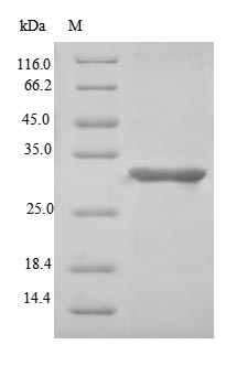 Greater than 90% as determined by SDS-PAGE.Recombinant Human Microfibrillar-Associated Protein 5 (MFAP5) Protein (His-SUMO)