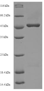 Greater than 90% as determined by SDS-PAGE.