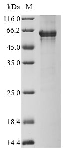 Greater than 90% as determined by SDS-PAGE.Recombinant Human G/T Mismatch-Specific Thymine Dna Glycosylase (TDG) Protein (His)