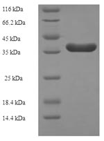 Greater than 90% as determined by SDS-PAGE.