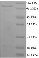 Greater than 90% as determined by SDS-PAGE.