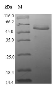 Greater than 90% as determined by SDS-PAGE.Recombinant Human Translation Initiation Factor Eif-2B Subunit Alpha (EIF2B1) Protein (GST)