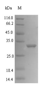 Greater than 90% as determined by SDS-PAGE.