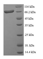 Greater than 90% as determined by SDS-PAGE.