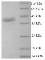Greater than 90% as determined by SDS-PAGE.